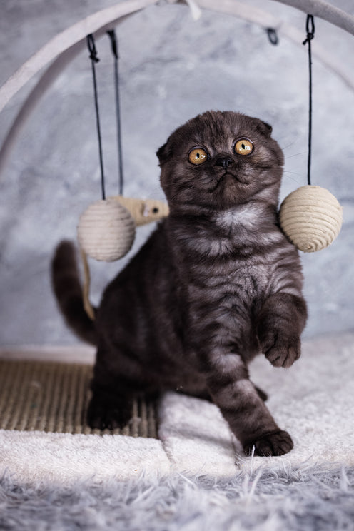 Wisteria | Scottish Fold Kitten