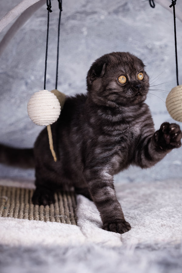 Wisteria | Scottish Fold Kitten