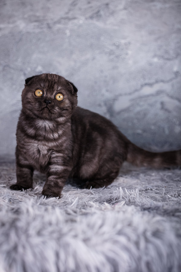 Wisteria | Scottish Fold Kitten