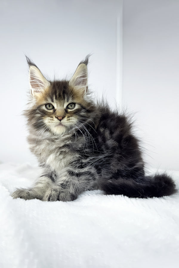Witcher | Maine Coon Kitten