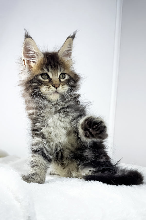 Witcher | Maine Coon Kitten