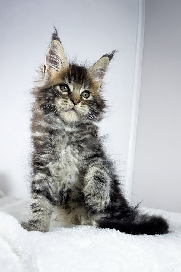 Witcher | Maine Coon Kitten