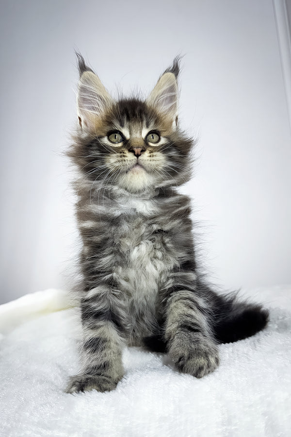 Witcher | Maine Coon Kitten