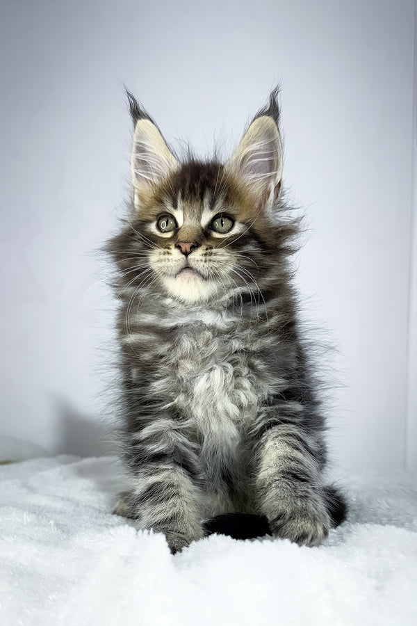 Witcher | Maine Coon Kitten