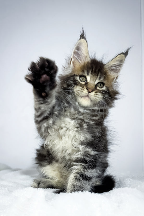 Witcher | Maine Coon Kitten