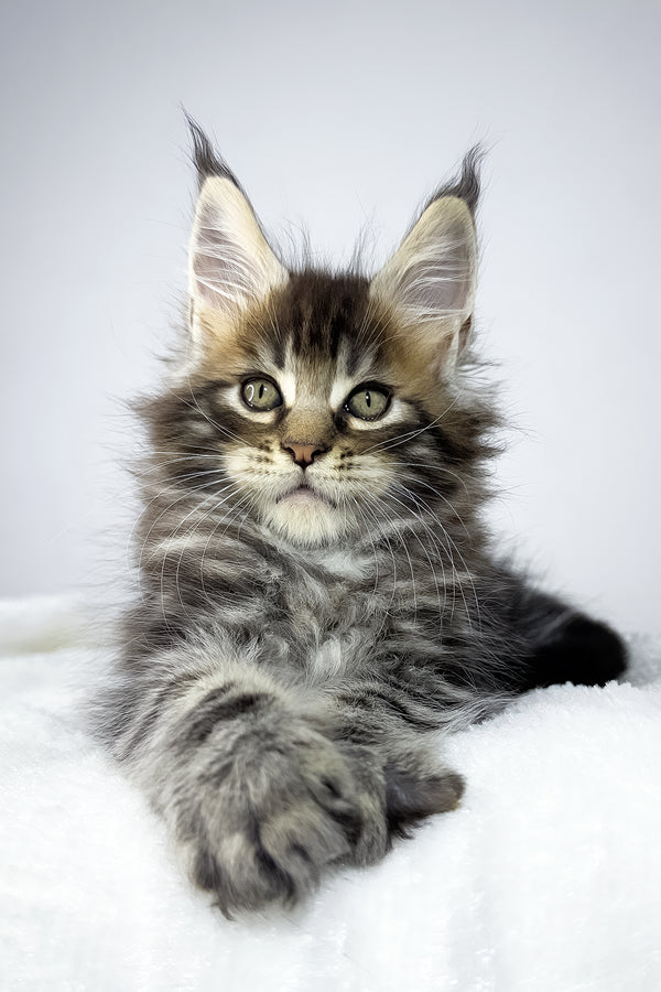 Witcher | Maine Coon Kitten