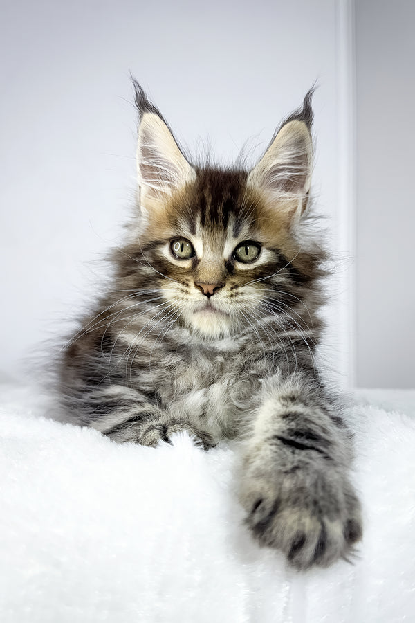 Witcher | Maine Coon Kitten