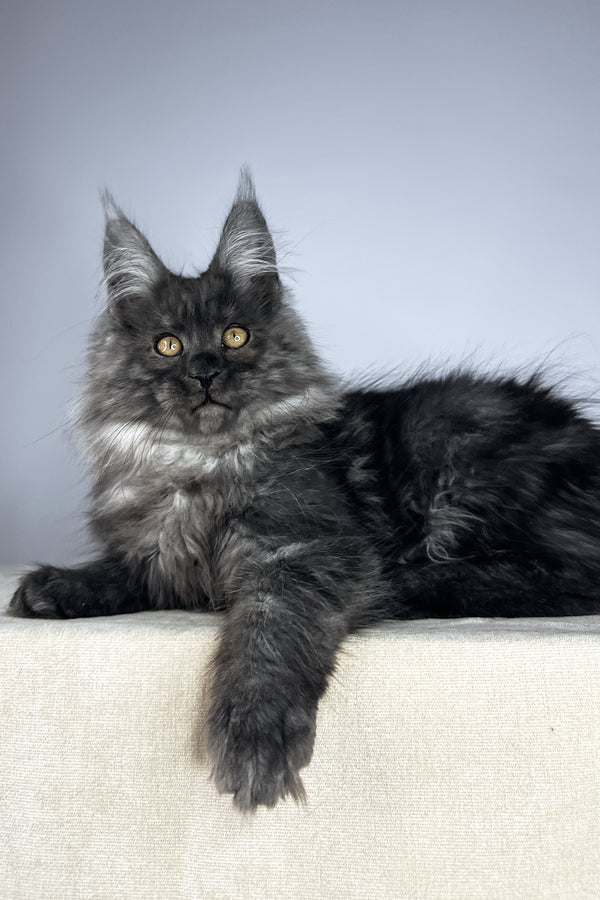Wolter | Maine Coon Kitten