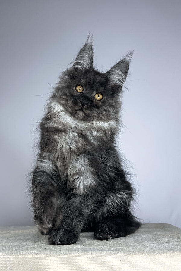 Wolter | Maine Coon Kitten