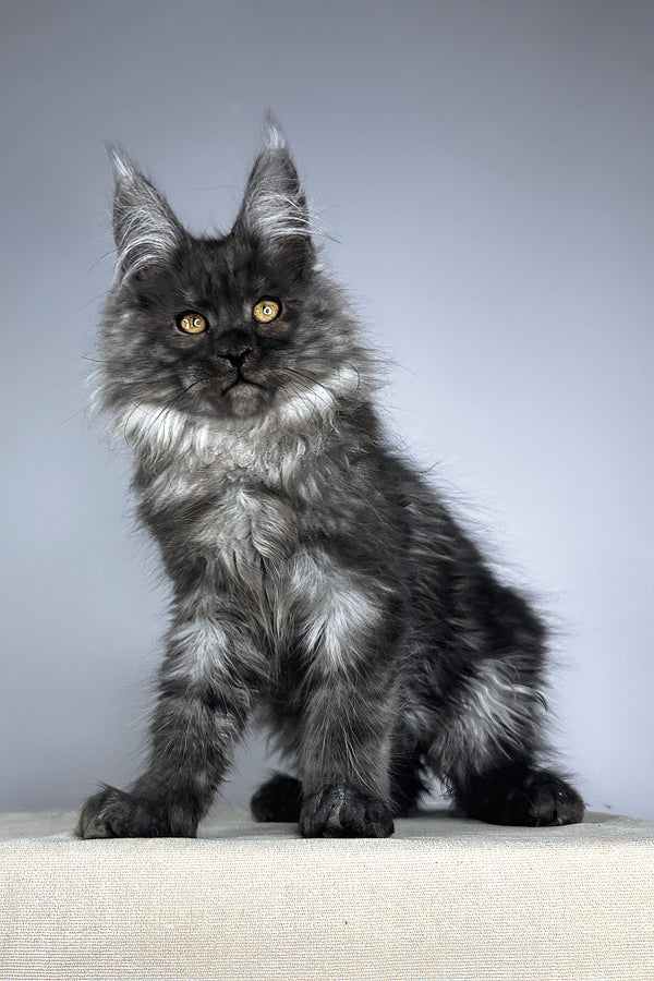 Wolter | Maine Coon Kitten