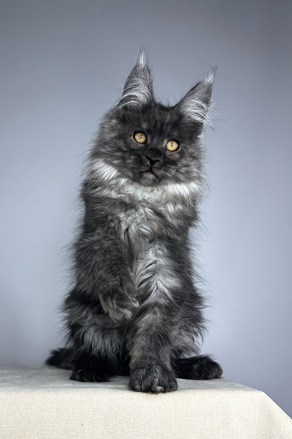 Wolter | Maine Coon Kitten