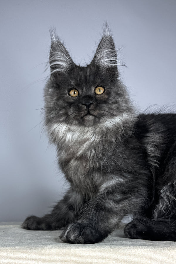 Wolter | Maine Coon Kitten