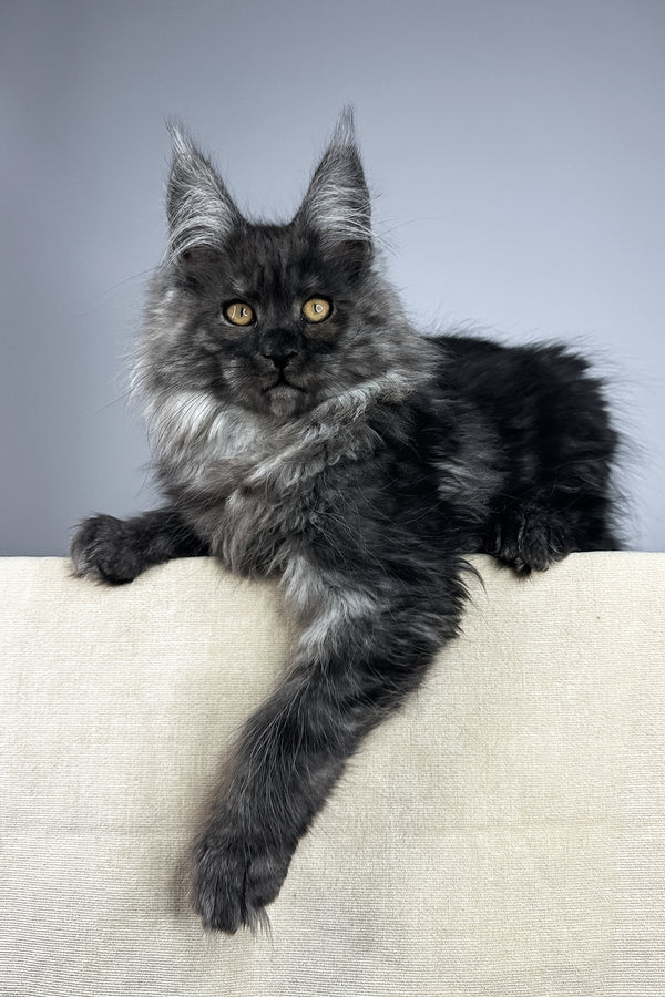 Wolter | Maine Coon Kitten