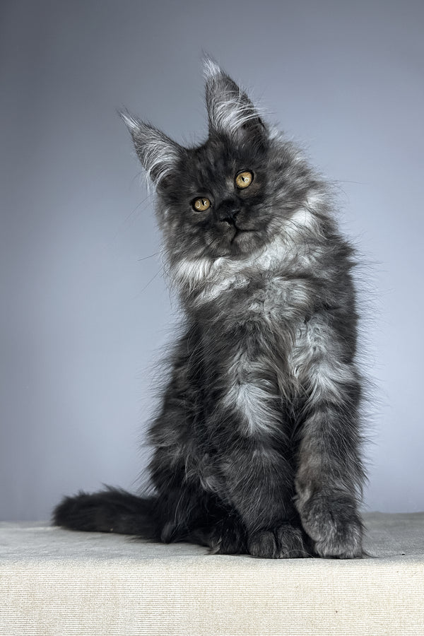 Wolter | Maine Coon Kitten