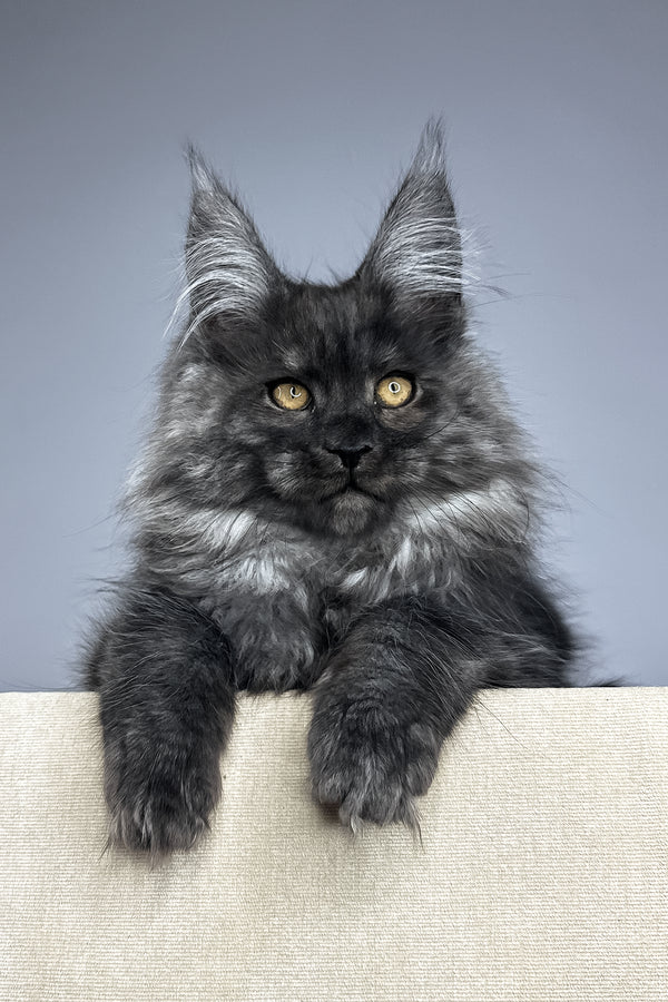 Wolter | Maine Coon Kitten