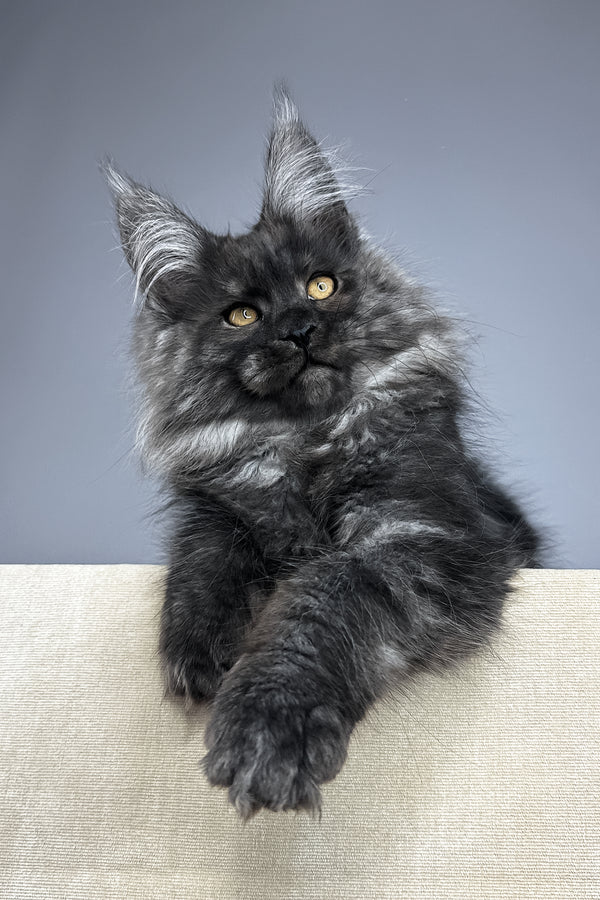 Wolter | Maine Coon Kitten