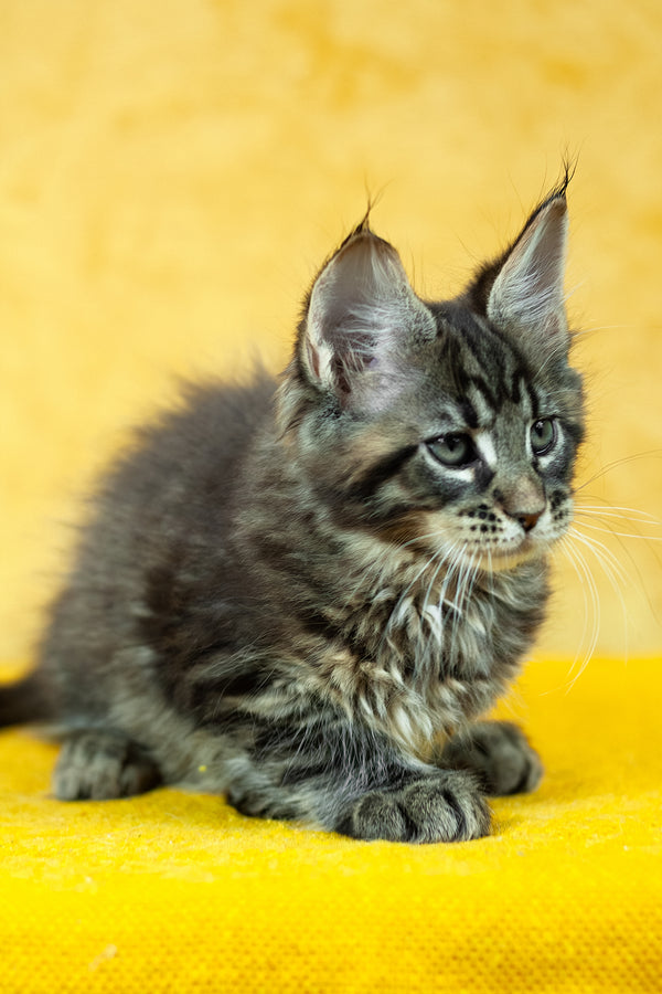Forest | Maine Coon Kitten