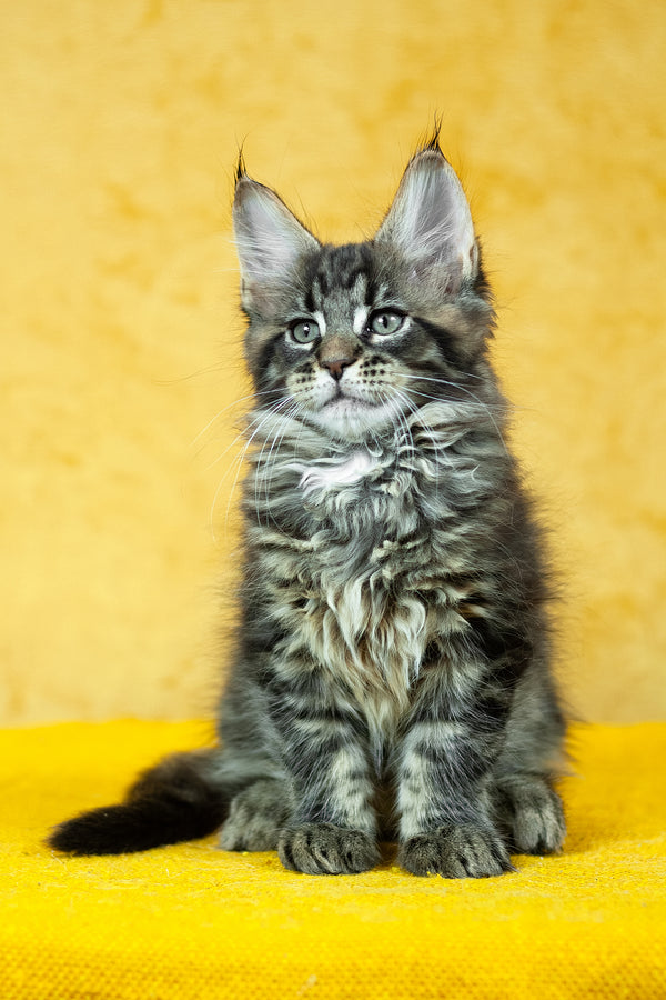 Forest | Maine Coon Kitten