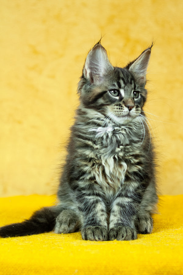 Forest | Maine Coon Kitten