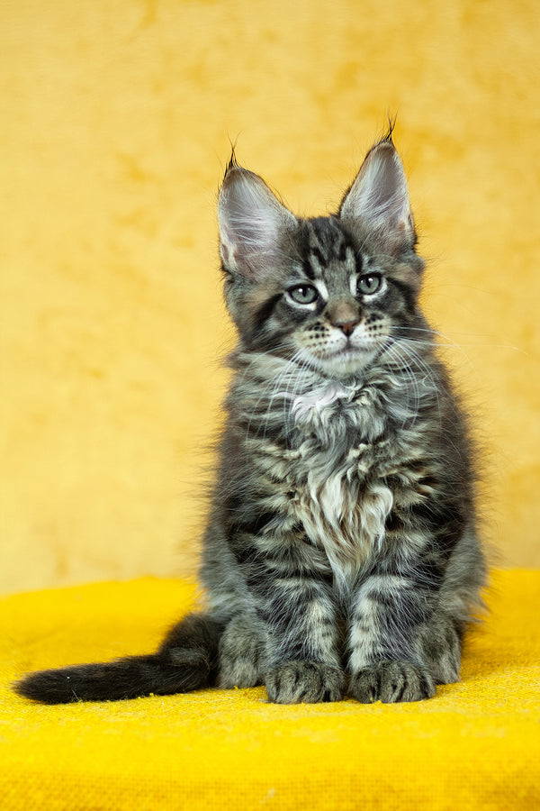 Forest | Maine Coon Kitten