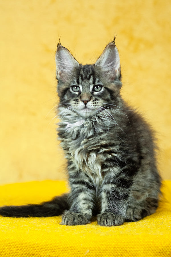 Forest | Maine Coon Kitten