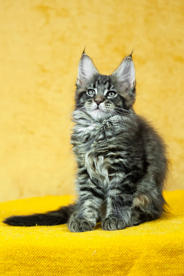 Forest | Maine Coon Kitten