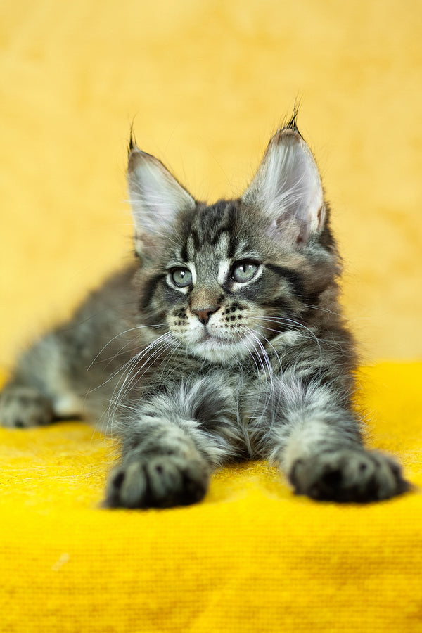 Forest | Maine Coon Kitten