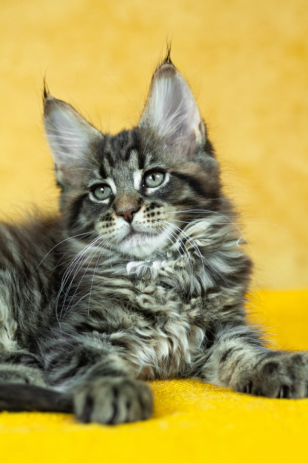 Forest | Maine Coon Kitten