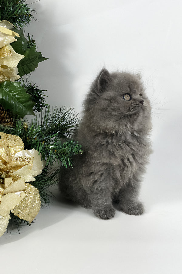 Xan | British Longhair Kitten