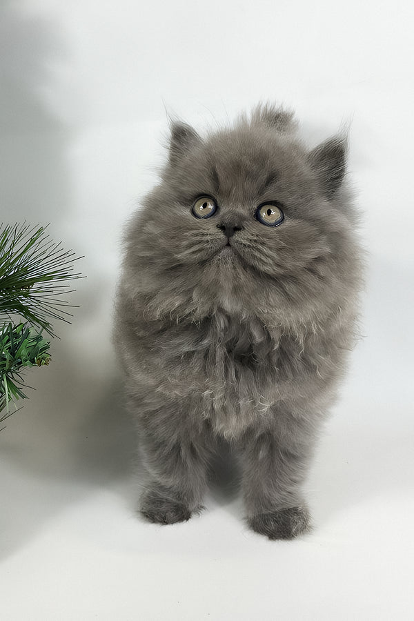 Xan | British Longhair Kitten