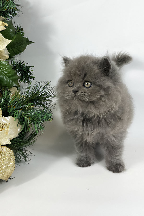 Xan | British Longhair Kitten