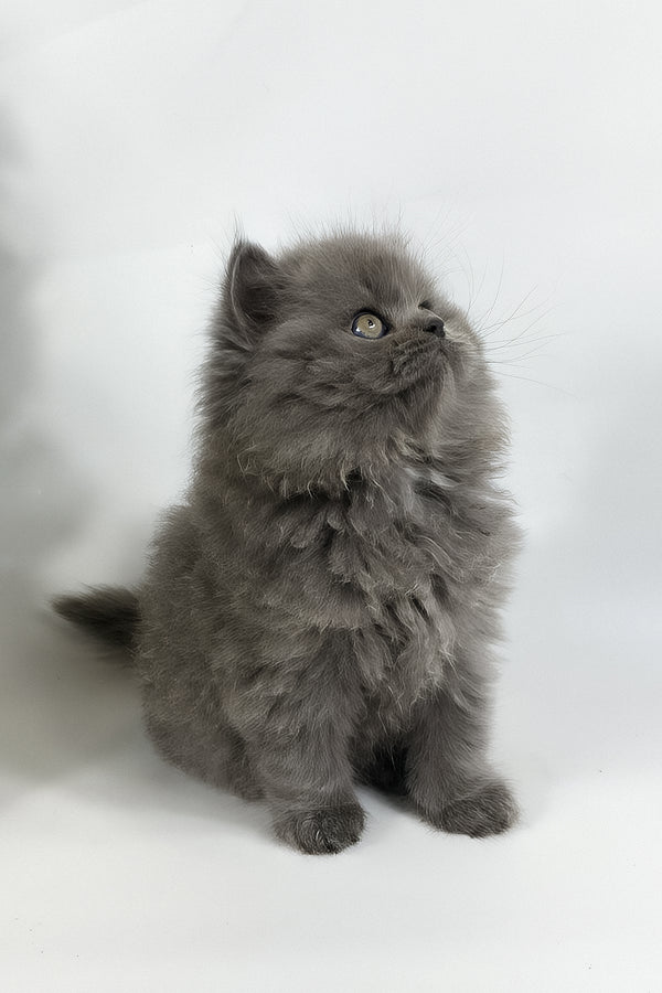 Xan | British Longhair Kitten