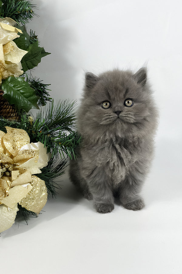 Xan | British Longhair Kitten