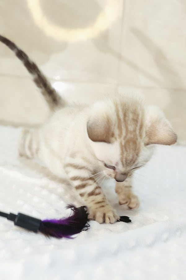 Xander | Bengal Kitten