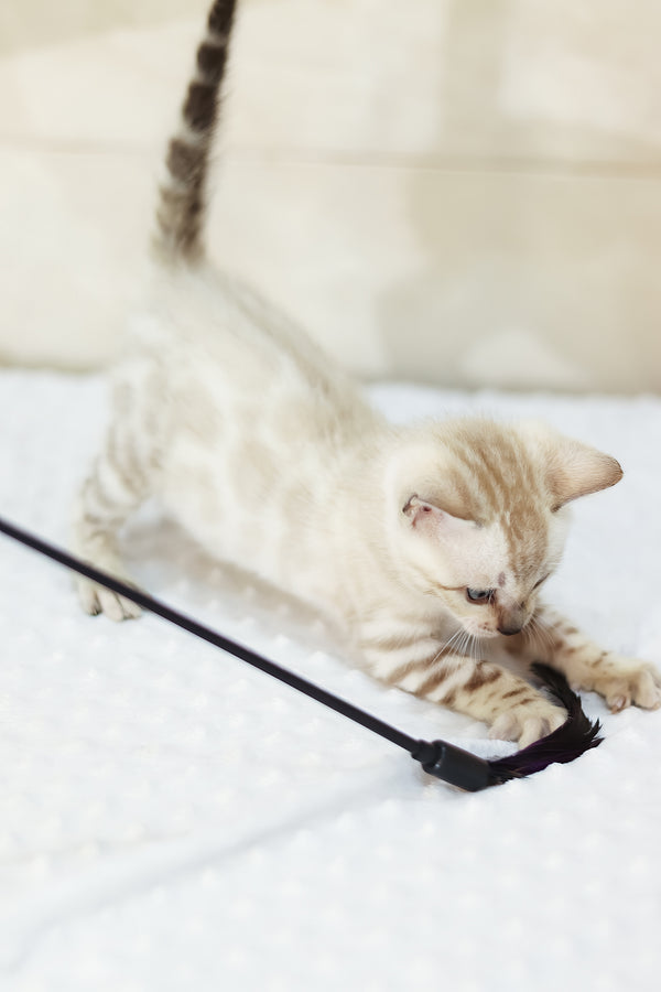 Xander | Bengal Kitten
