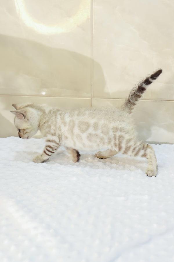 Xander | Bengal Kitten