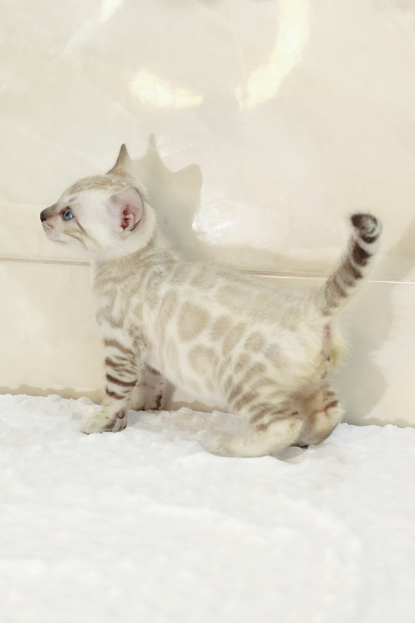 Xander | Bengal Kitten