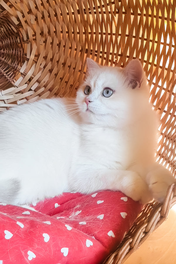 Xamira | British Shorthair Kitten