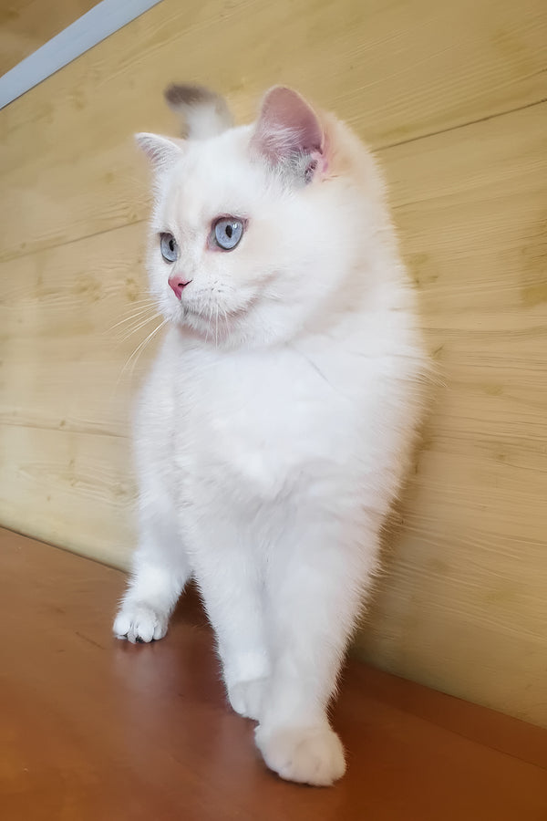 Xamira | British Shorthair Kitten