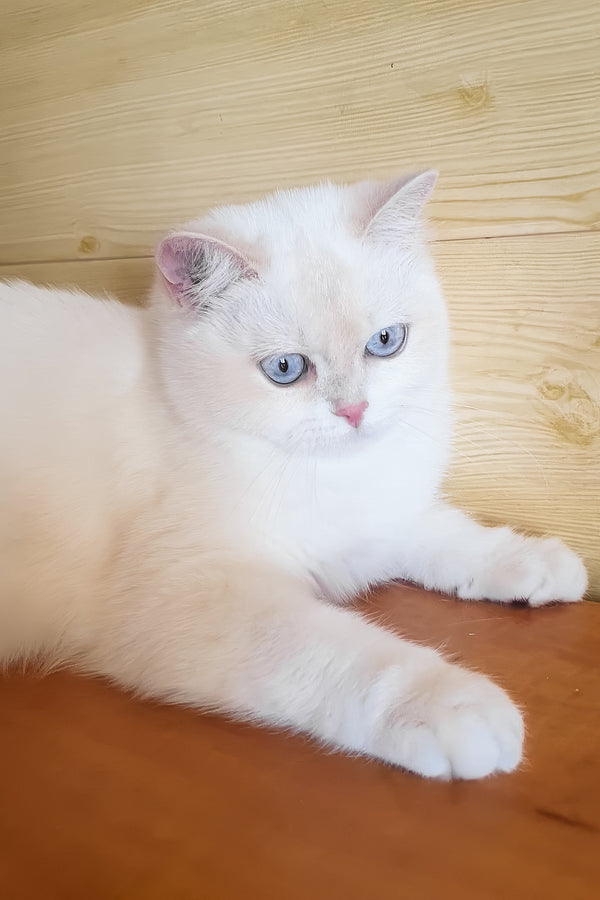 Xamira | British Shorthair Kitten