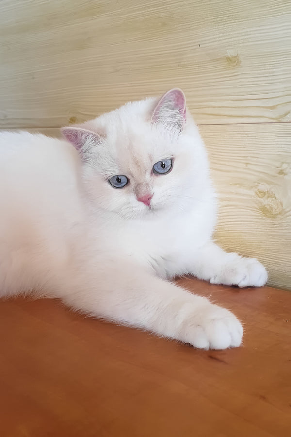 Xamira | British Shorthair Kitten