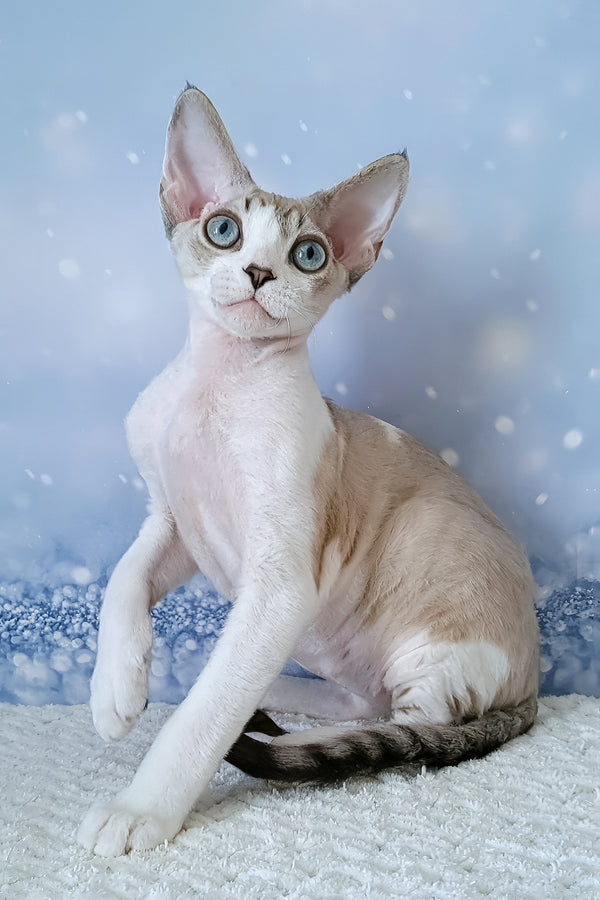 Xanthus | Devon Rex Kitten