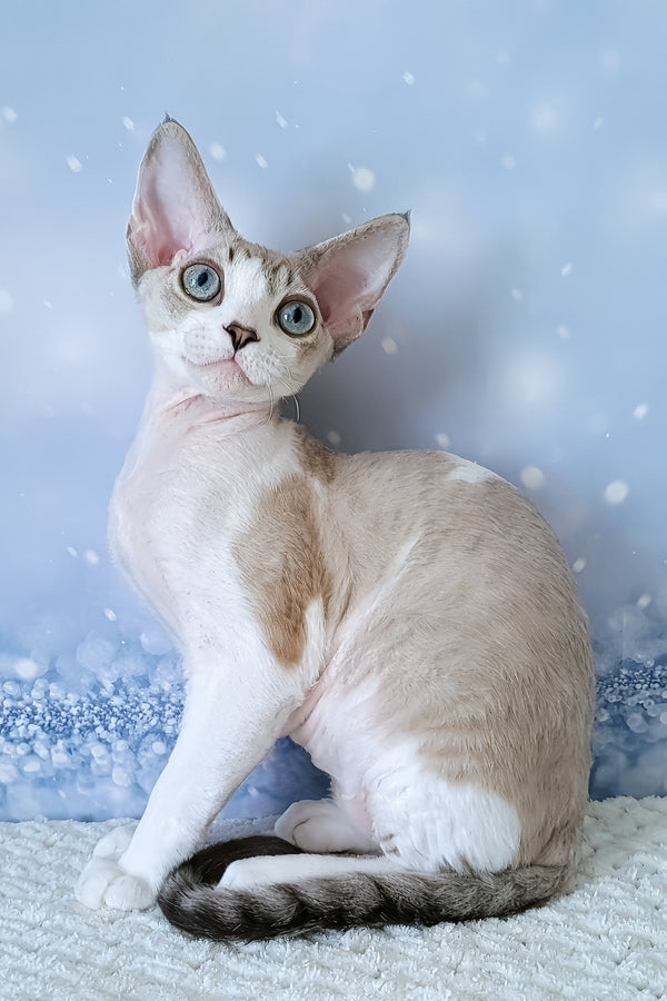 Xanthus | Devon Rex Kitten