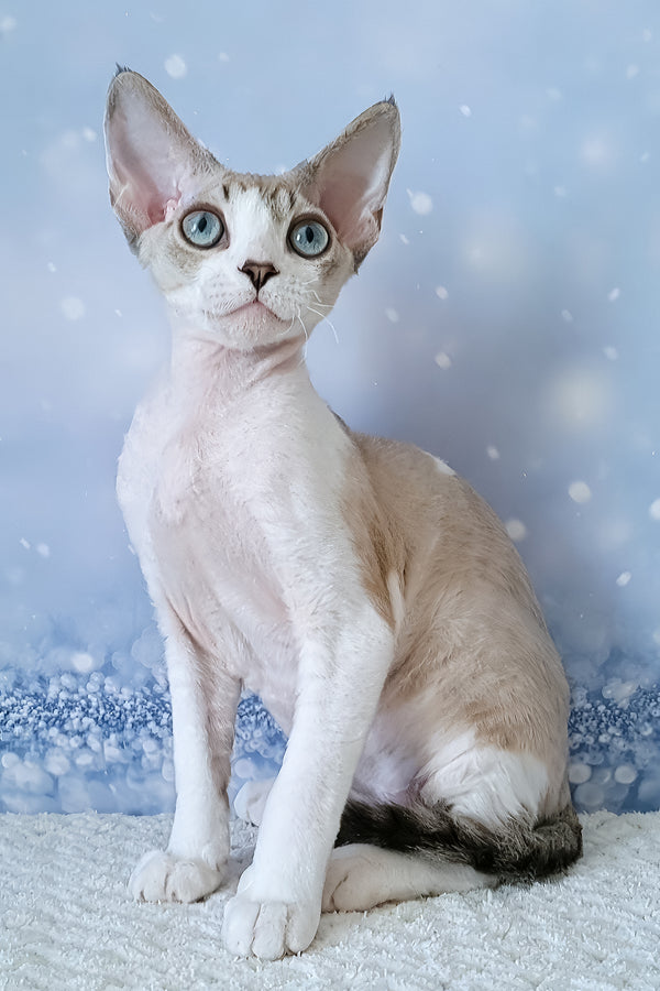 Xanthus | Devon Rex Kitten