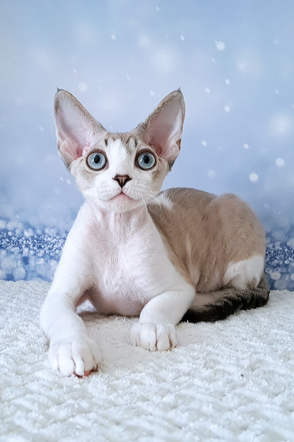 Xanthus | Devon Rex Kitten