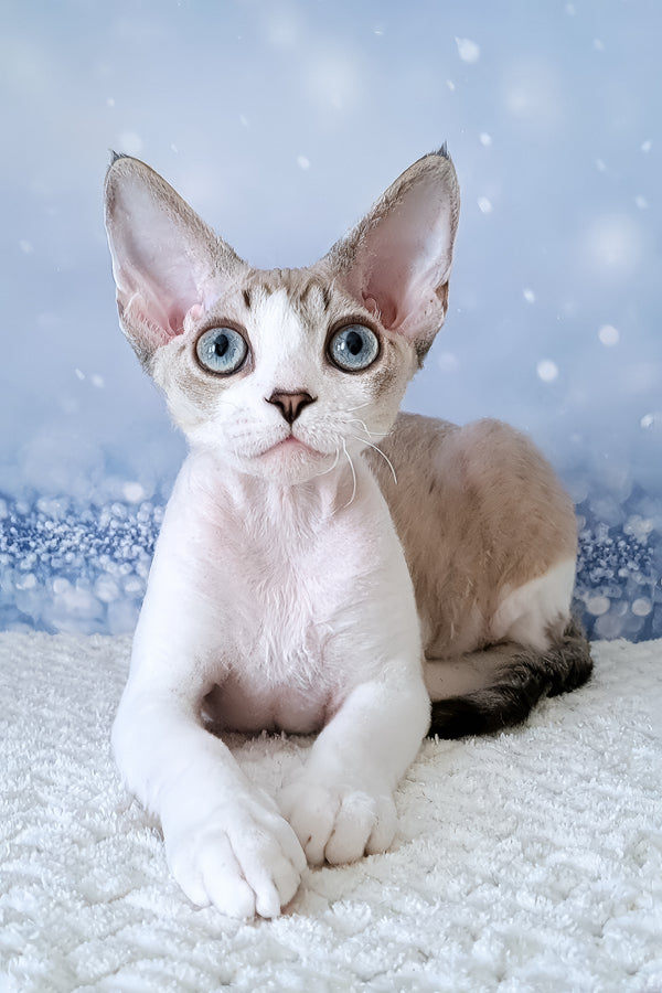 Xanthus | Devon Rex Kitten