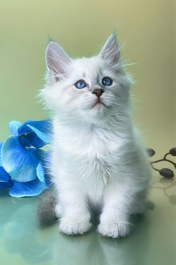 Xavier | Siberian Kitten