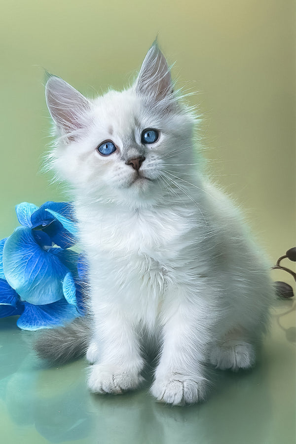 Xavier | Siberian Kitten