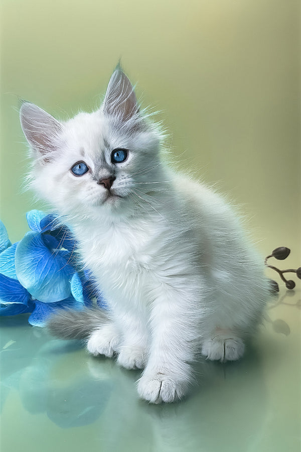 Xavier | Siberian Kitten