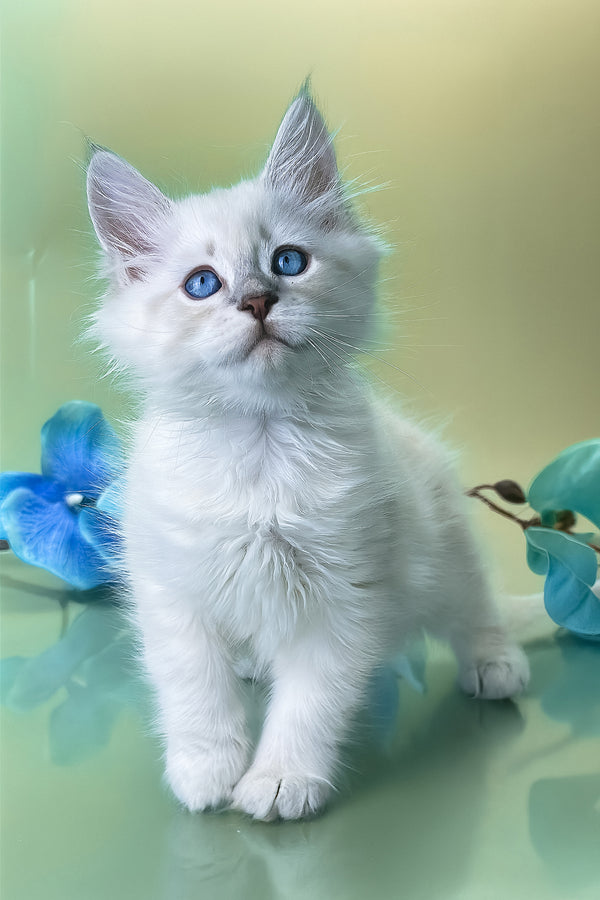 Xavier | Siberian Kitten